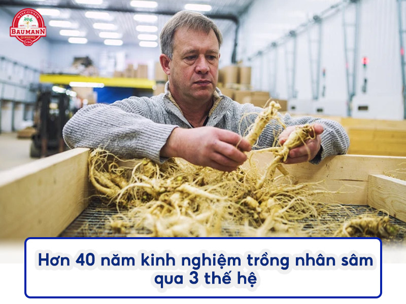 Hơn 40 năm kinh nghiệm trồng nhân sâm và trải qua 3 thế hệ